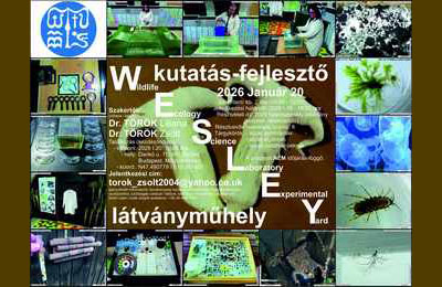 A mi célunk a micélium